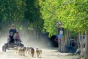 dog cart ride in a resort